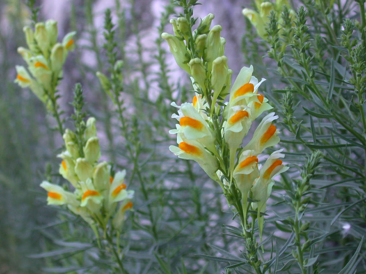 Semplicemente ... bella - Linaria vulgaris